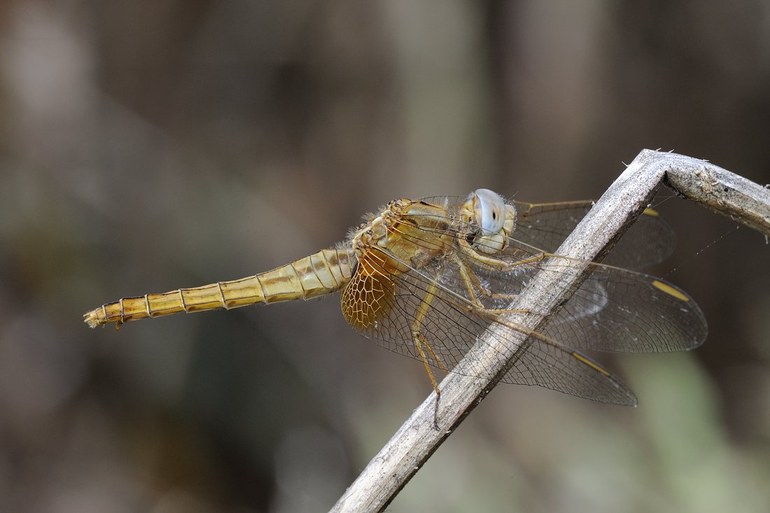 Crocothemis Erythraea Femmina